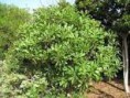 /album/galerie-de-photos-mars/pottosporum-1-jpg/